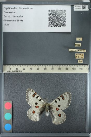 Media type: image;   Entomology 174620
